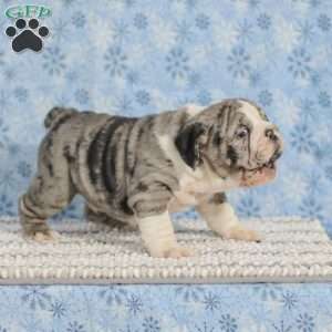 Trenton, English Bulldog Puppy