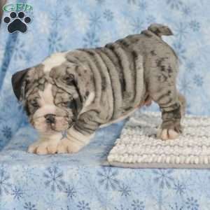 Trenton, English Bulldog Puppy