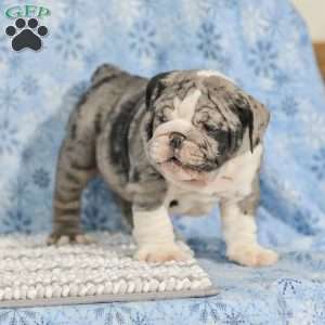 Trenton, English Bulldog Puppy