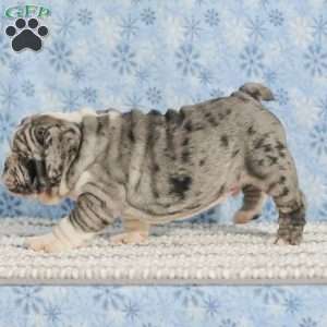 Trenton, English Bulldog Puppy