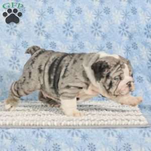 Trenton, English Bulldog Puppy