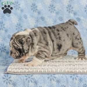 Trenton, English Bulldog Puppy