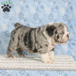 Trenton, English Bulldog Puppy