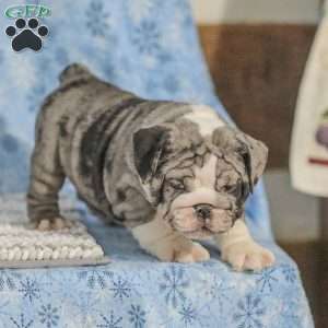 Trenton, English Bulldog Puppy