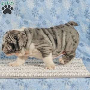 Trenton, English Bulldog Puppy