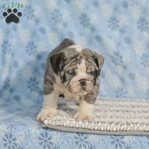 Trenton, English Bulldog Puppy