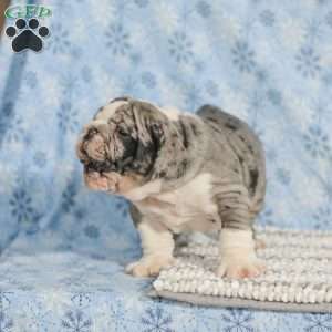 Trenton, English Bulldog Puppy