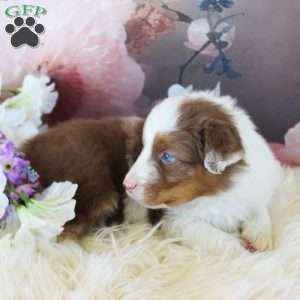 Silas, Australian Shepherd Puppy