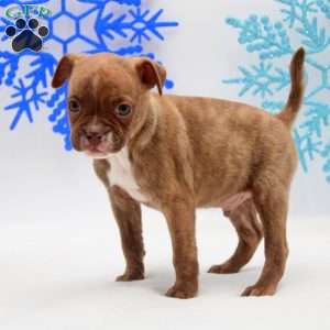 Aaron, Boston Terrier Mix Puppy