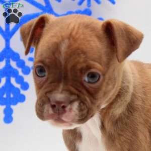 Aaron, Boston Terrier Mix Puppy