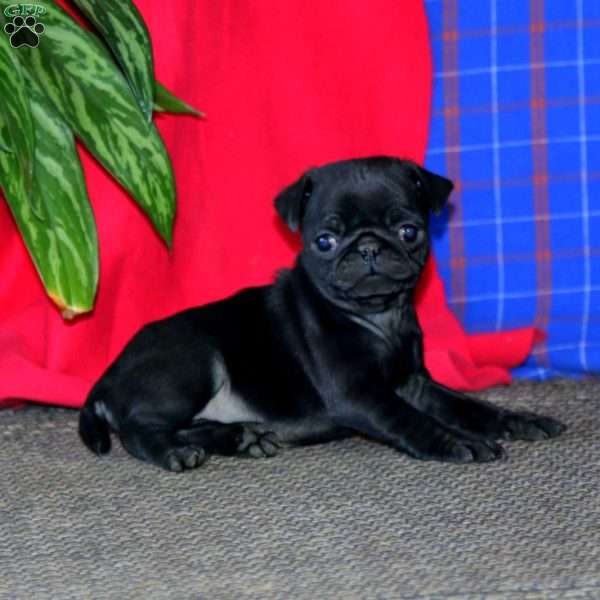 Abagail, Pug Puppy