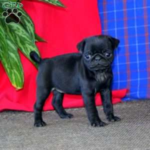 Abagail, Pug Puppy