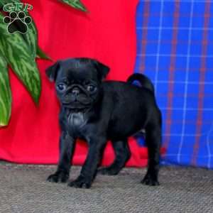 Abagail, Pug Puppy