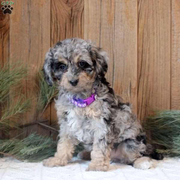 Abby, Mini Bernedoodle Puppy