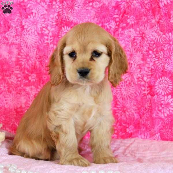 Abby, Cocker Spaniel Puppy