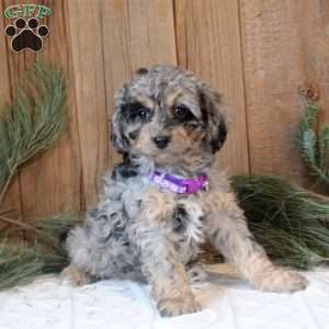 Abby, Mini Bernedoodle Puppy