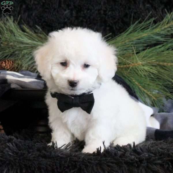 Abner, Bichon Frise Puppy