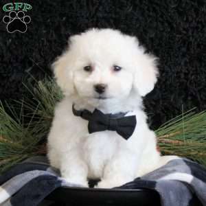 Abner, Bichon Frise Puppy