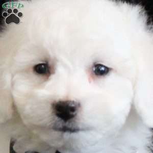 Abner, Bichon Frise Puppy