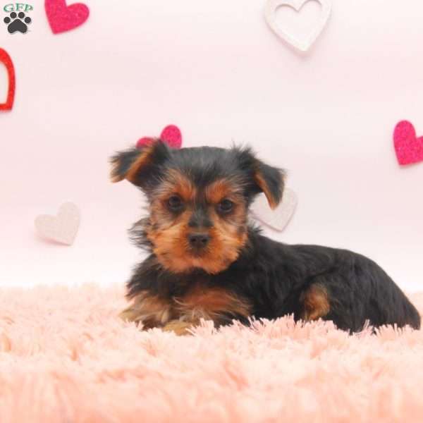 Abott, Yorkie Puppy