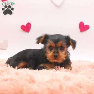 Abott, Yorkie Puppy