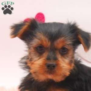 Abott, Yorkie Puppy