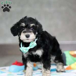 Ace, Mini Schnoodle Puppy