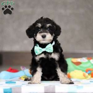 Ace, Mini Schnoodle Puppy