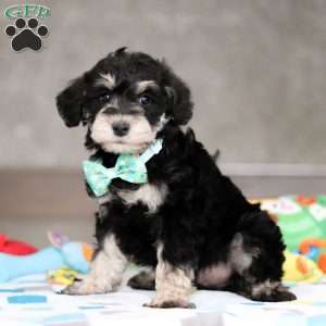 Ace, Mini Schnoodle Puppy