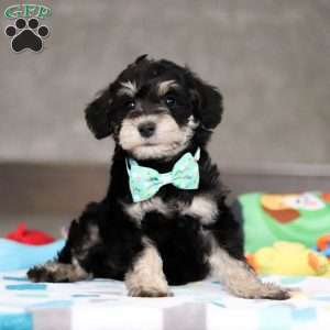 Ace, Mini Schnoodle Puppy