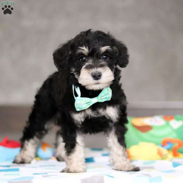 Ace, Mini Schnoodle Puppy