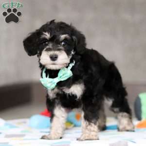 Ace, Mini Schnoodle Puppy