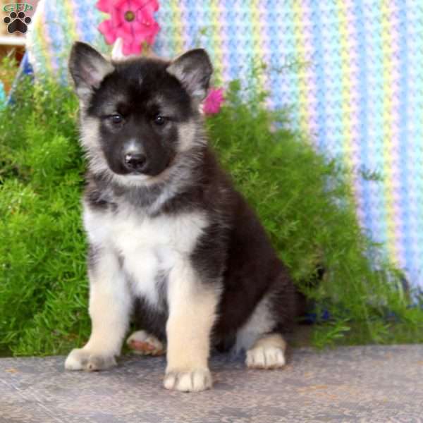 Ace, German Shepherd Mix Puppy