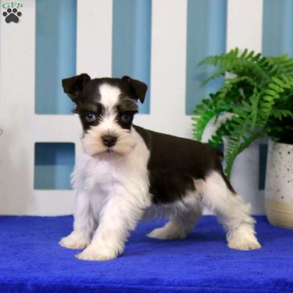 Ace, Miniature Schnauzer Puppy