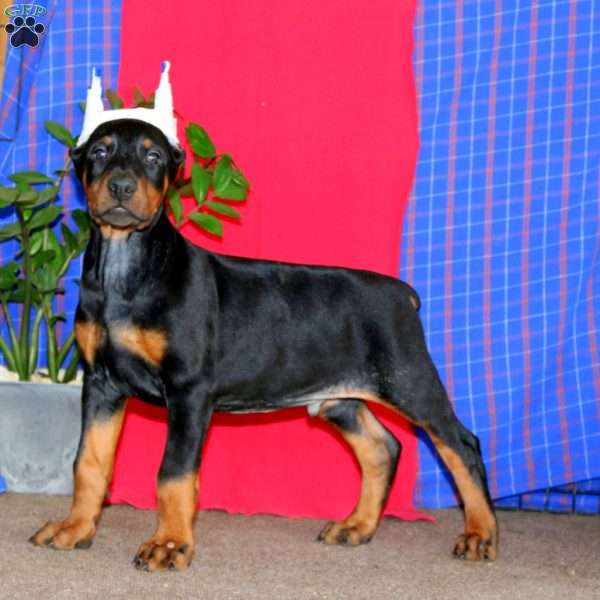 Ace, Doberman Pinscher Puppy