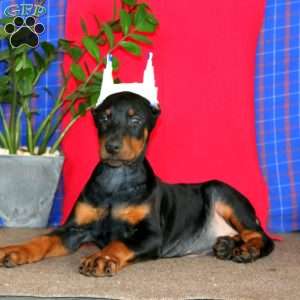 Ace, Doberman Pinscher Puppy