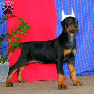 Ace, Doberman Pinscher Puppy