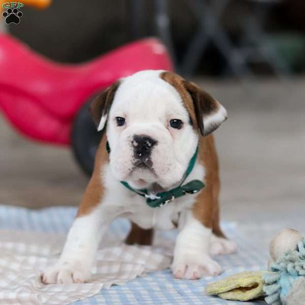 Adam, Beabull Puppy