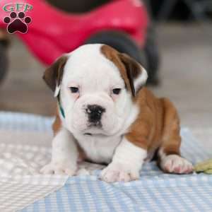 Adam, Beabull Puppy