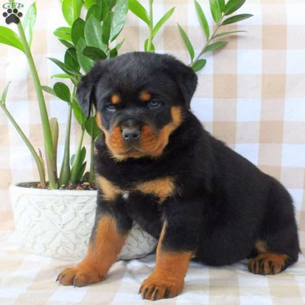 Adam, Rottweiler Puppy