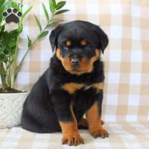 Adam, Rottweiler Puppy