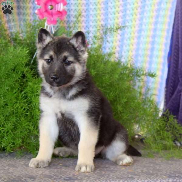 Adelle, German Shepherd Mix Puppy