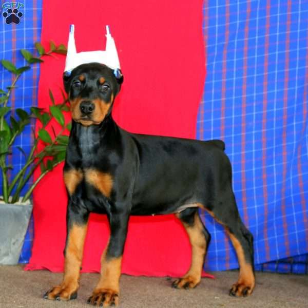 Adelle, Doberman Pinscher Puppy