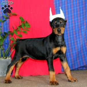 Adelle, Doberman Pinscher Puppy