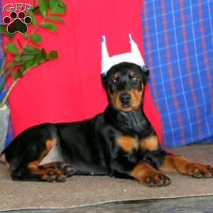 Adelle, Doberman Pinscher Puppy