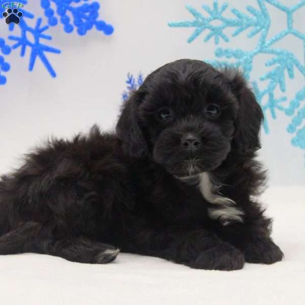 Aiden, Miniature Poodle Mix Puppy