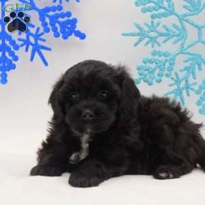 Aiden, Miniature Poodle Mix Puppy