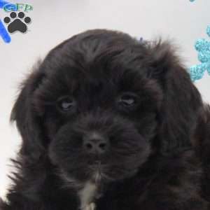 Aiden, Miniature Poodle Mix Puppy