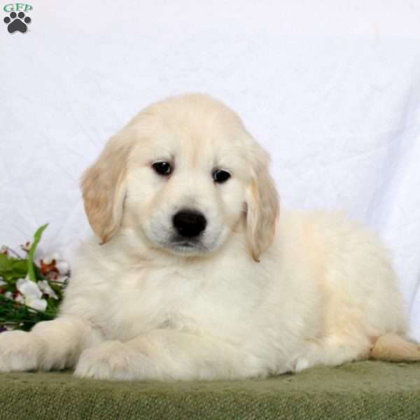 Aiden, Golden Retriever Puppy