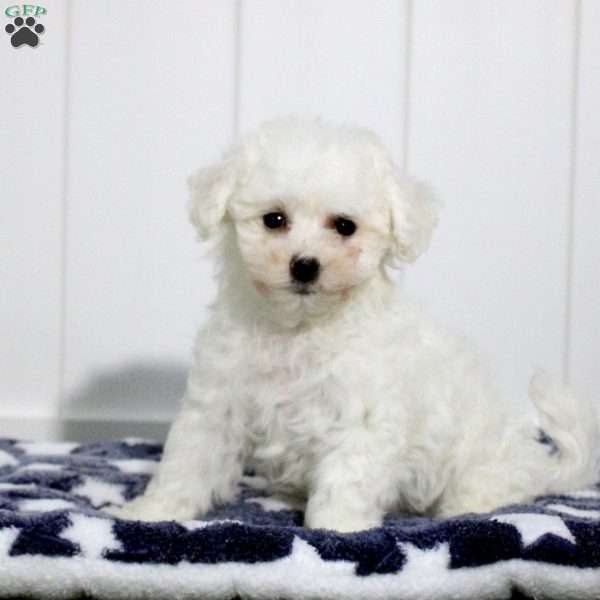 Aiden, Bichon Frise Puppy